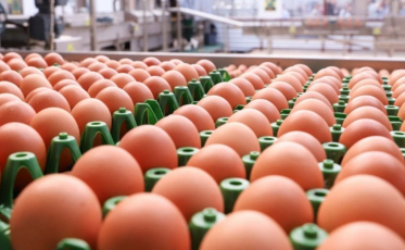 'Rei do Ovo' acelera expansão da Global Eggs após aporte de até US$ 1 bilhão