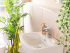 Quer renovar o banheiro? Veja 3 plantas indicadas para decorar o ambiente