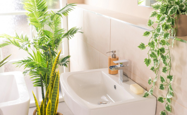 Quer renovar o banheiro? Veja 3 plantas indicadas para decorar o ambiente