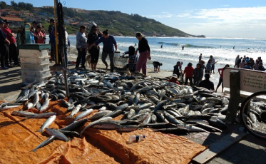 Com o frio, a expectativa pela fartura das tainhas (VÍDEO)