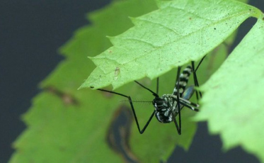Dive registra terceira morte de macaco por febre amarela