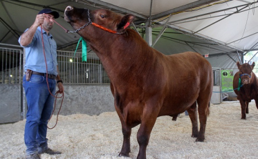 Animais da região encaram julgamento