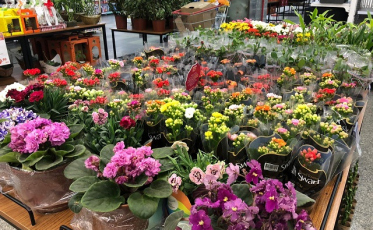 Mais de 500 variedades de flores em feira do Bistek