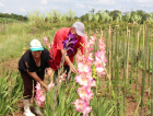 Eles colhem as flores para os entes queridos