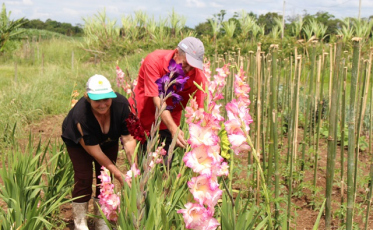 Eles colhem as flores para os entes queridos