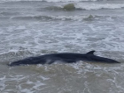 Filhote de baleia volta ao mar no Arroio do Silva