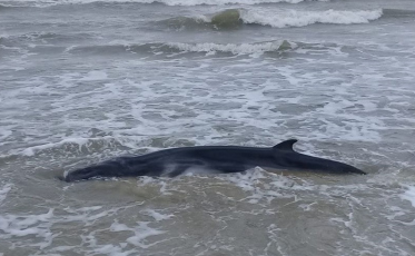Filhote de baleia volta ao mar no Arroio do Silva