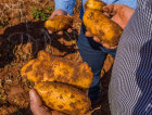 Produtos biotecnológicos estimulam crescimento e aumentam produtividade no cultivo de batatas