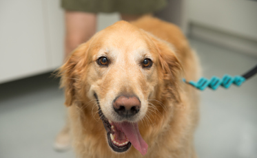 Saiba como proteger seu pet dos fogos no fim do ano