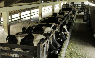 IFC Santa Rosa do Sul lança curso de graduação em Zootecnia