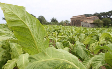 Governo publica novas regras para registro de defensivos agrícolas