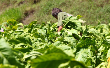 [Áudio] Projeto de lei propõe nova forma de classificação do tabaco em SC