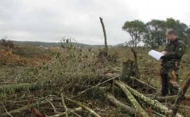 Órgão ambiental permitiu desmatamento ilegal em Cocal do Sul, apura MP