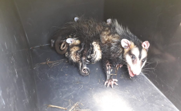 Bombeiros acionados para resgatar gambás em empresa
