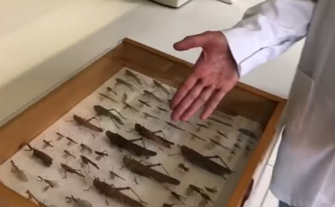  Sem motivos para preocupação com gafanhotos que apareceram no estado