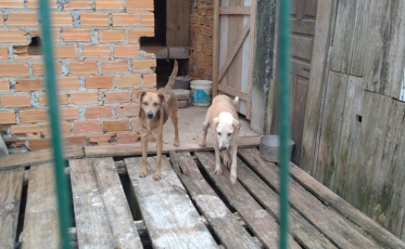 Homem é preso em flagrante por maus tratos de animais