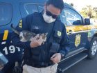 PRF resgata filhote de gato abandonado