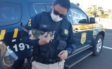 PRF resgata filhote de gato abandonado