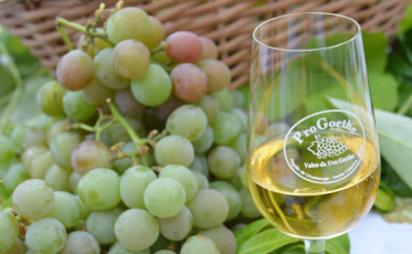 Região deve ganhar novas variedades de uva resistentes à doenças