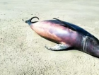 Golfinho é encontrado morto em Jaguaruna