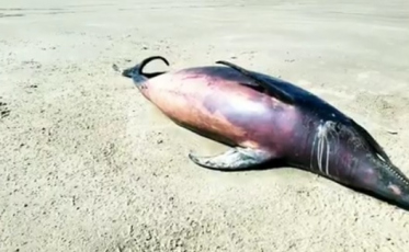 Golfinho é encontrado morto em Jaguaruna