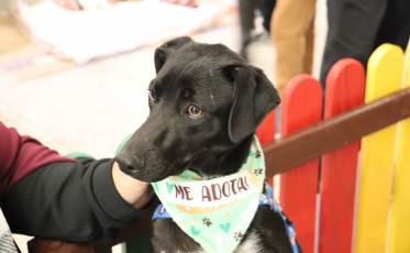Evento promoveu interação entre pets e adoção responsável 