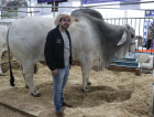 Falcão, o maior touro da raça Brahma do Brasil, rouba a cena na AgroPonte 2025