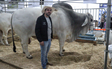 Falcão, o maior touro da raça Brahma do Brasil, rouba a cena na AgroPonte 2025