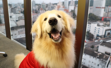 [Áudio] Projeto Pet Terapia leva cães treinados a hospitais de Criciúma