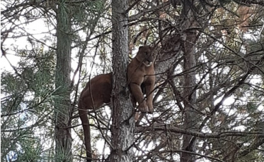 Leão Baio é flagrado em propriedade rural