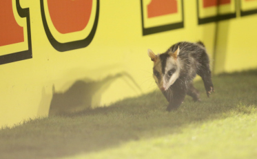 Gambá em Criciúma não é exclusividade do Heriberto Hülse