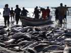 Pescadores artesanais são barrados no meio da melhor safra da tainha em décadas em SC