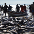 Pescadores artesanais são barrados no meio da melhor safra da tainha em décadas em SC