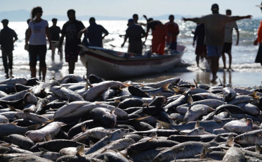 Pescadores artesanais são barrados no meio da melhor safra da tainha em décadas em SC