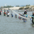 Após mais de 20 anos de espera, pesca artesanal do camarão ganha regulamentação histórica em SC