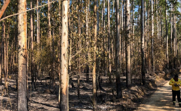 Fogo consome 13 hectares em Urussanga