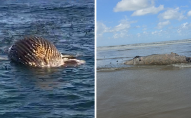 Segunda baleia é encontrada morta em menos de 48h em Jaguaruna