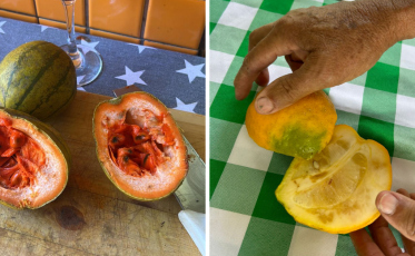 O hobby que transformou sítio de SC em museu vivo de mais de 2 mil frutas raras