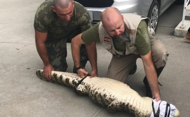 Unisul realiza monitoramento de jacarés no complexo lagunar