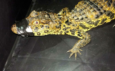 Jacaré é encontrado na Vila Macarini