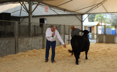 Agroponte recebe julgamento de raças bovinas 