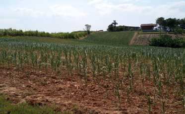 Município estima prejuízo de quase R$ 16 milhões com estiagem