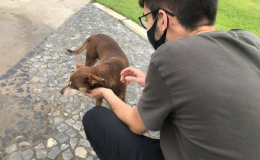 Lei prevê que direitos dos animais sejam discutidos obrigatoriamente nas instituições de ensino