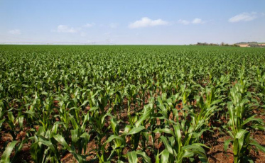Frio fora de época deve atrasar colheita de grãos e frutas no Sul de SC