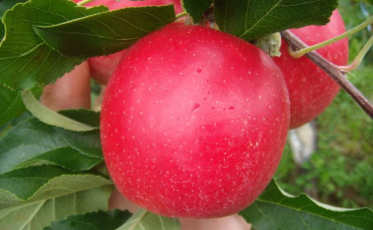 Venda de maçã na Europa reverte royalties para Santa Catarina