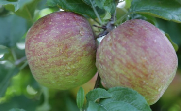 Produtores de maçã comemoram a chegada do frio