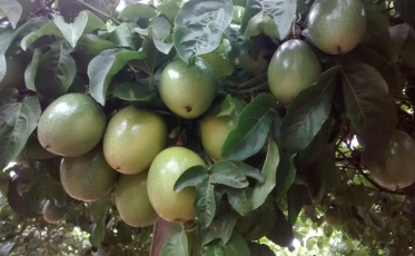 A salvação da lavoura do maracujá