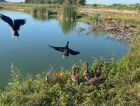 Após resgate entre caminhões na BR-101, marrecos voltam à natureza em Tubarão