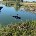 Vídeos: aves nativas de SC salvas entre caminhões na BR-101 voltam à natureza