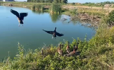 Após resgate entre caminhões na BR-101, marrecos voltam à natureza em Tubarão